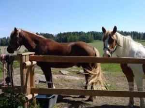 Foto: Ingrid Devold Kristiansen